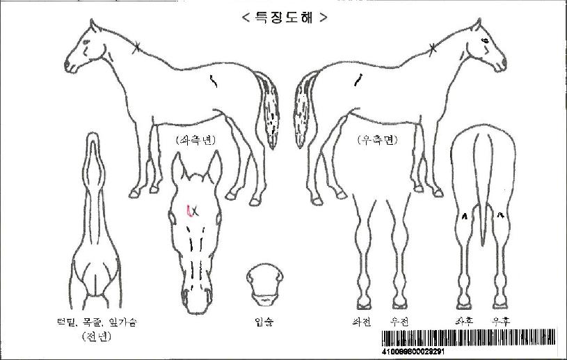 ´É·Â½Ã´ëÀÚ¸¶ÀÇ Ãø¸é,¿ì¸é,µÞ¸é,µÎ»ó,´Ù¸®ÀÇ Æ¯Â¡µµÇØ