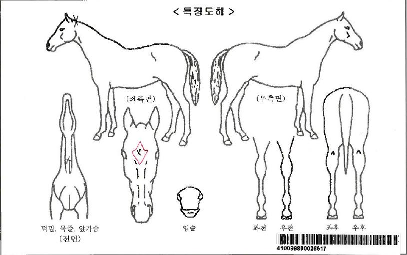 ¸®Âê°ÉÀÚ¸¶ÀÇ Ãø¸é,¿ì¸é,µÞ¸é,µÎ»ó,´Ù¸®ÀÇ Æ¯Â¡µµÇØ
