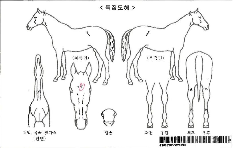 ¸Þ¸ð¸®¾óµå¶óÀ̺êÀÚ¸¶ÀÇ Ãø¸é,¿ì¸é,µÞ¸é,µÎ»ó,´Ù¸®ÀÇ Æ¯Â¡µµÇØ