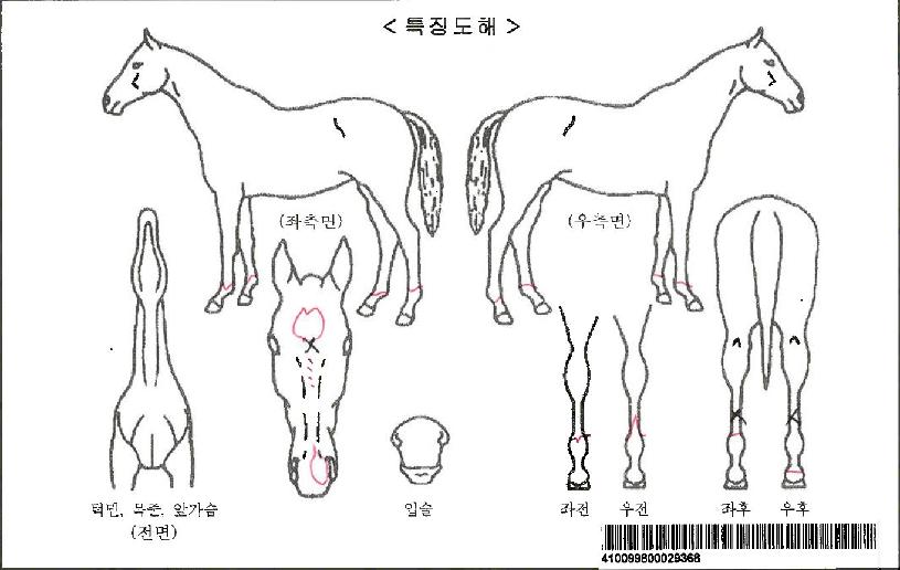 À¯¼º½ºÇǵåÀÚ¸¶ÀÇ Ãø¸é,¿ì¸é,µÞ¸é,µÎ»ó,´Ù¸®ÀÇ Æ¯Â¡µµÇØ