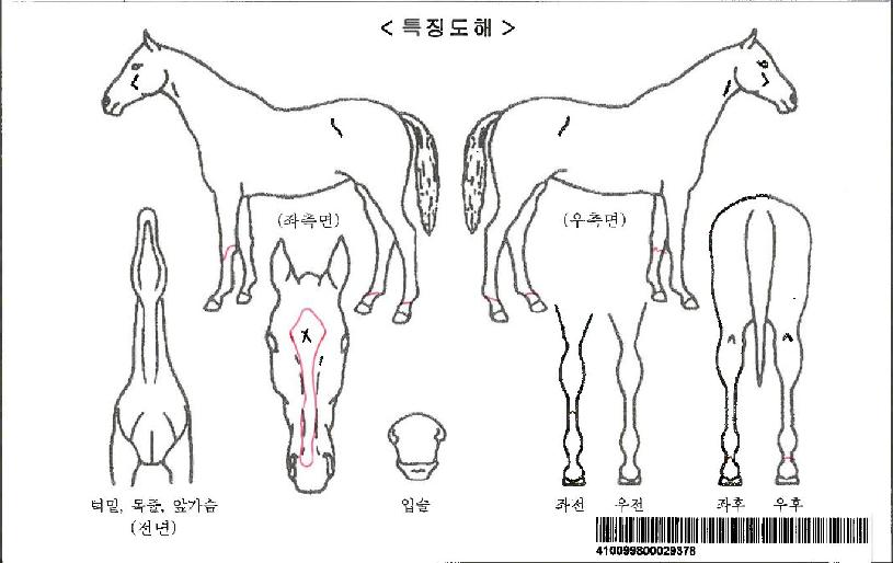 ���̾���ڸ��� ����,���,�޸�,�λ�,�ٸ��� Ư¡����