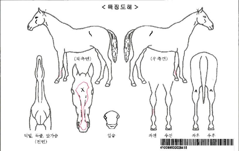 ž¶óÀÎÀÚ¸¶ÀÇ Ãø¸é,¿ì¸é,µÞ¸é,µÎ»ó,´Ù¸®ÀÇ Æ¯Â¡µµÇØ