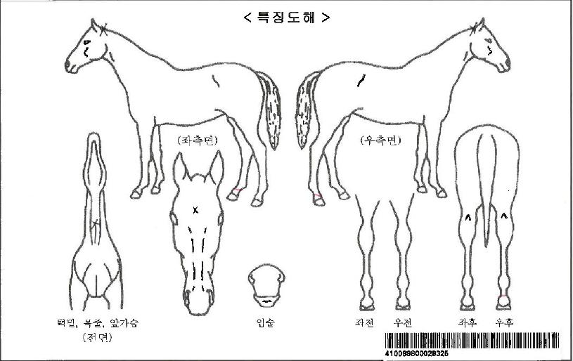 �ν»��ڸ��� ����,���,�޸�,�λ�,�ٸ��� Ư¡����