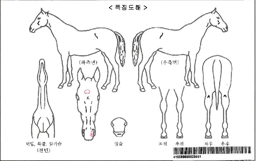 ½Ì°¡Æ÷¸£µå¸²ÀÚ¸¶ÀÇ Ãø¸é,¿ì¸é,µÞ¸é,µÎ»ó,´Ù¸®ÀÇ Æ¯Â¡µµÇØ