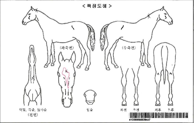 �������޿����̾��ڸ��� ����,���,�޸�,�λ�,�ٸ��� Ư¡����