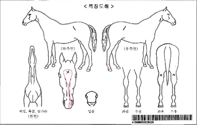 ÇѾçÀÇÁúÁÖÀÚ¸¶ÀÇ Ãø¸é,¿ì¸é,µÞ¸é,µÎ»ó,´Ù¸®ÀÇ Æ¯Â¡µµÇØ