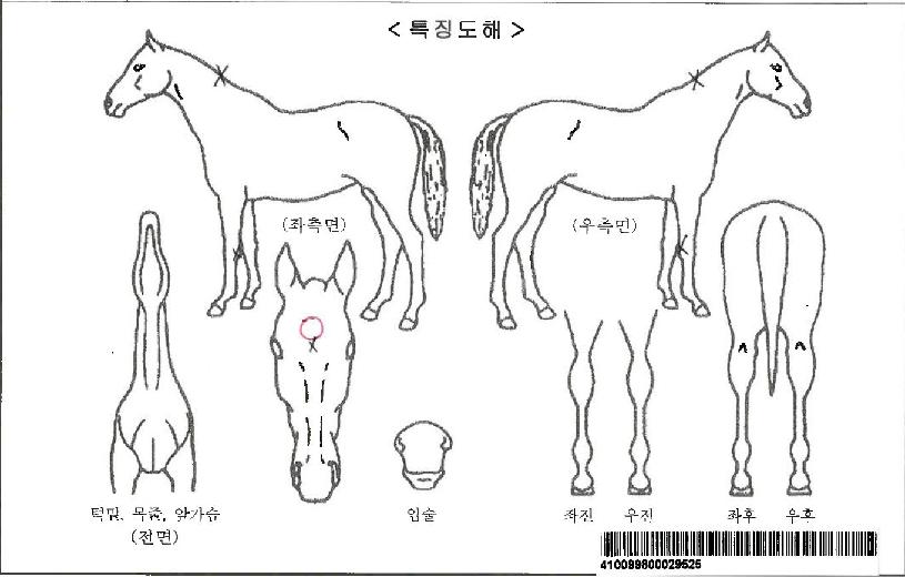 ������Ż���ȶ���ڸ��� ����,���,�޸�,�λ�,�ٸ��� Ư¡����