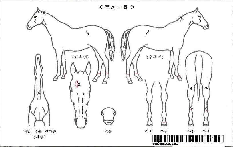 �ø�Ʈ��ü�ڸ��� ����,���,�޸�,�λ�,�ٸ��� Ư¡����