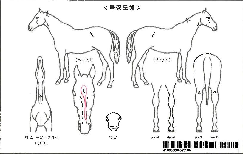 �̽�ƽ�������ڸ��� ����,���,�޸�,�λ�,�ٸ��� Ư¡����