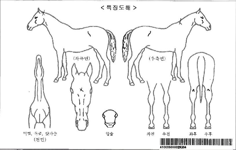 »õ½Ã¼¼´ÏÄ¿ÀÚ¸¶ÀÇ Ãø¸é,¿ì¸é,µÞ¸é,µÎ»ó,´Ù¸®ÀÇ Æ¯Â¡µµÇØ