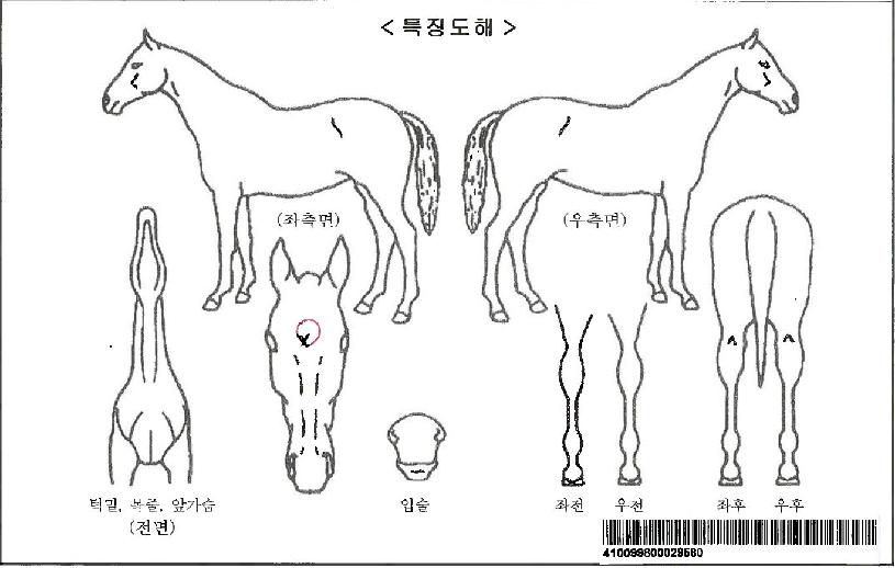 ½Ä½ºÄýÁîÀÚ¸¶ÀÇ Ãø¸é,¿ì¸é,µÞ¸é,µÎ»ó,´Ù¸®ÀÇ Æ¯Â¡µµÇØ