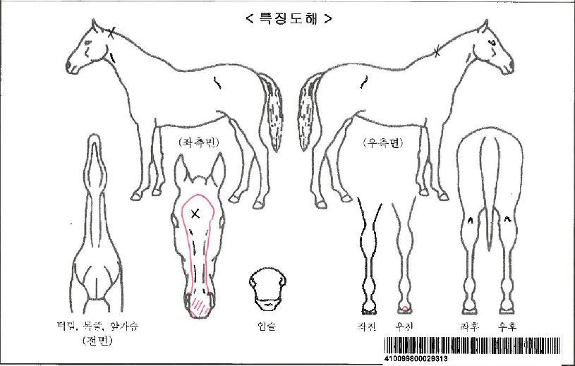 ºÏ´ëdzÀÚ¸¶ÀÇ Ãø¸é,¿ì¸é,µÞ¸é,µÎ»ó,´Ù¸®ÀÇ Æ¯Â¡µµÇØ