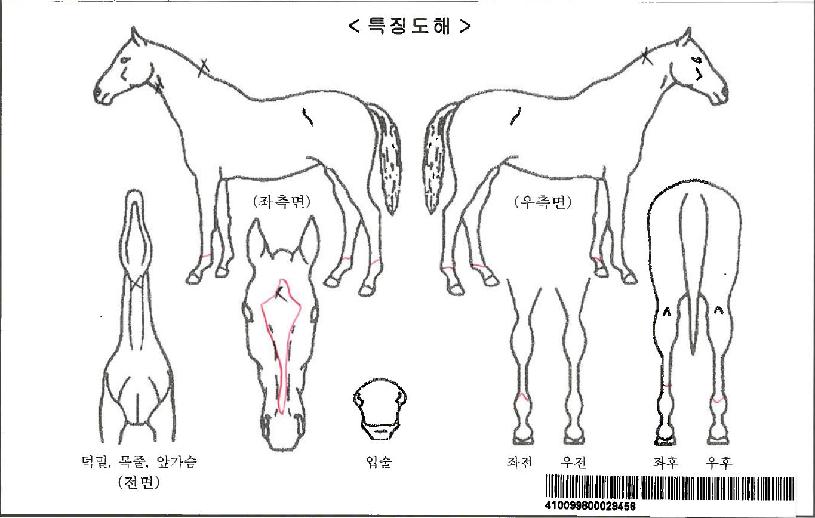 À¯ºñÄõÅͽºÀÚ¸¶ÀÇ Ãø¸é,¿ì¸é,µÞ¸é,µÎ»ó,´Ù¸®ÀÇ Æ¯Â¡µµÇØ
