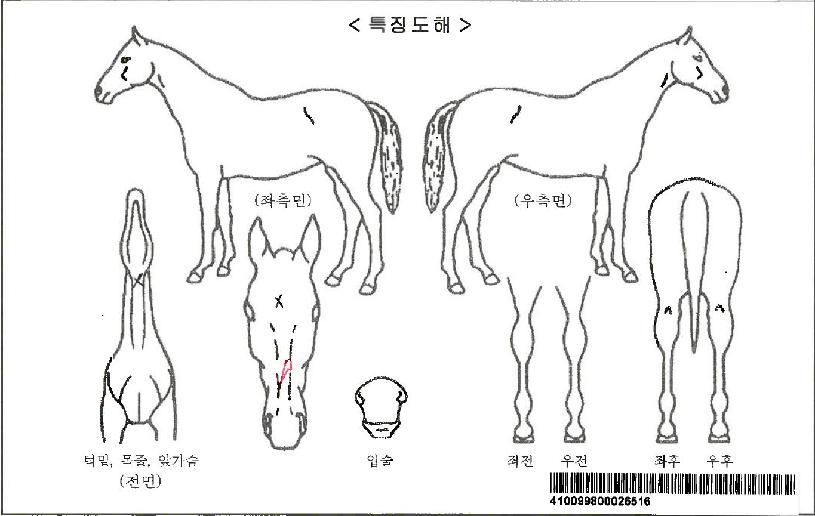 ÅÂÈÄÀdz¯°³ÀÚ¸¶ÀÇ Ãø¸é,¿ì¸é,µÞ¸é,µÎ»ó,´Ù¸®ÀÇ Æ¯Â¡µµÇØ