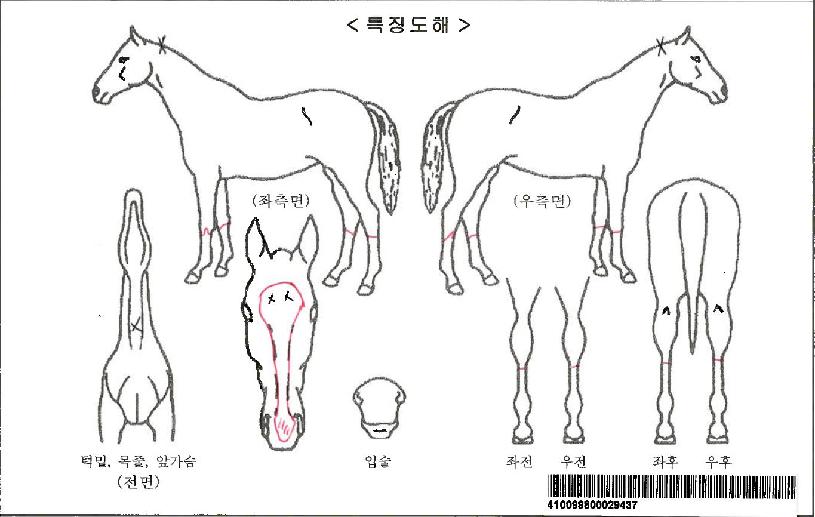 ³¡ÆÇ¿©¿ÕÀÚ¸¶ÀÇ Ãø¸é,¿ì¸é,µÞ¸é,µÎ»ó,´Ù¸®ÀÇ Æ¯Â¡µµÇØ