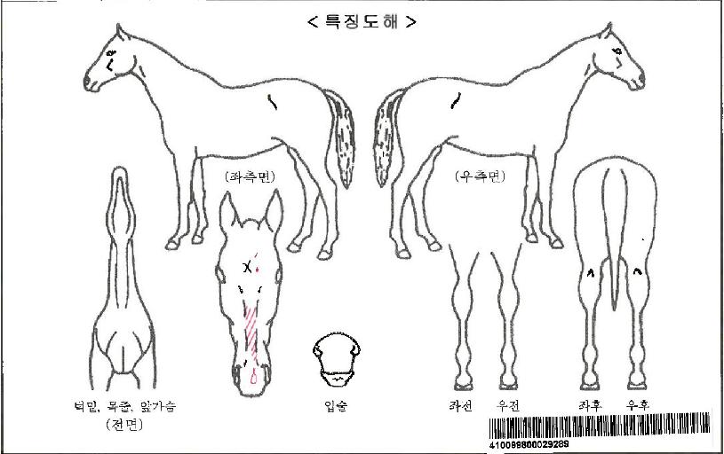 ¾Æµ¨½ºÆÄÀÌÅ©ÀÚ¸¶ÀÇ Ãø¸é,¿ì¸é,µÞ¸é,µÎ»ó,´Ù¸®ÀÇ Æ¯Â¡µµÇØ