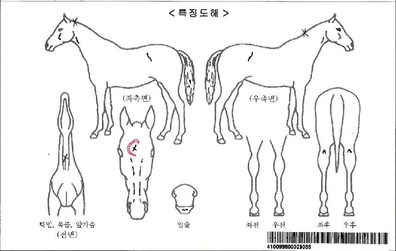 ·¹Àüµå»è½ºÀÚ¸¶ÀÇ Ãø¸é,¿ì¸é,µÞ¸é,µÎ»ó,´Ù¸®ÀÇ Æ¯Â¡µµÇØ