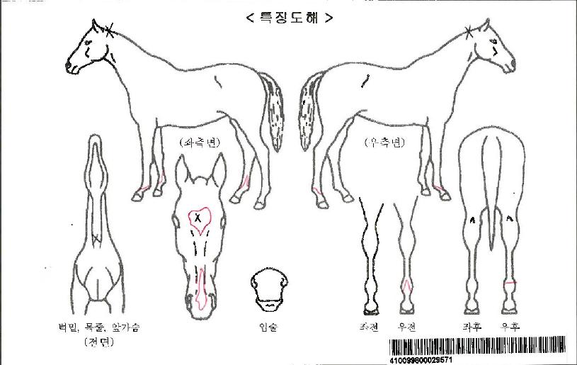 »ó·ùÀÚ¸¶ÀÇ Ãø¸é,¿ì¸é,µÞ¸é,µÎ»ó,´Ù¸®ÀÇ Æ¯Â¡µµÇØ