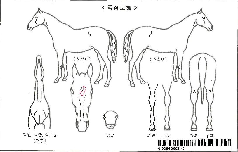 Ç÷¡½Ã¹Ì½ºÀÚ¸¶ÀÇ Ãø¸é,¿ì¸é,µÞ¸é,µÎ»ó,´Ù¸®ÀÇ Æ¯Â¡µµÇØ