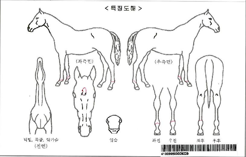 ���̽���Ʈ���ڸ��� ����,���,�޸�,�λ�,�ٸ��� Ư¡����