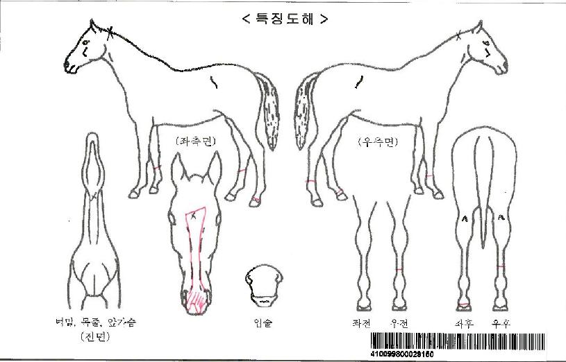 û��������Ʈ�ڸ��� ����,���,�޸�,�λ�,�ٸ��� Ư¡����