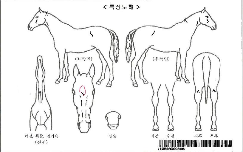 ´õºíºê¸±¸®¾ðÆ®ÀÚ¸¶ÀÇ Ãø¸é,¿ì¸é,µÞ¸é,µÎ»ó,´Ù¸®ÀÇ Æ¯Â¡µµÇØ
