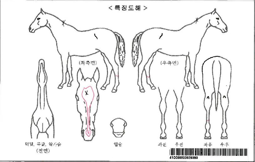 º£¸µ½ºÆ®·¹ÀÌÆ®ÀÚ¸¶ÀÇ Ãø¸é,¿ì¸é,µÞ¸é,µÎ»ó,´Ù¸®ÀÇ Æ¯Â¡µµÇØ