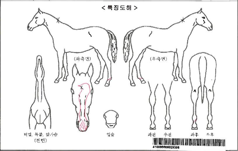 ��������ڸ��� ����,���,�޸�,�λ�,�ٸ��� Ư¡����