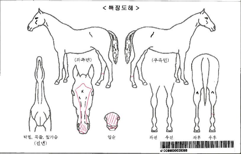 �߶��ڸ��� ����,���,�޸�,�λ�,�ٸ��� Ư¡����