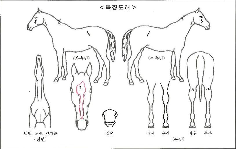 �׷��̽����ڸ��� ����,���,�޸�,�λ�,�ٸ��� Ư¡����