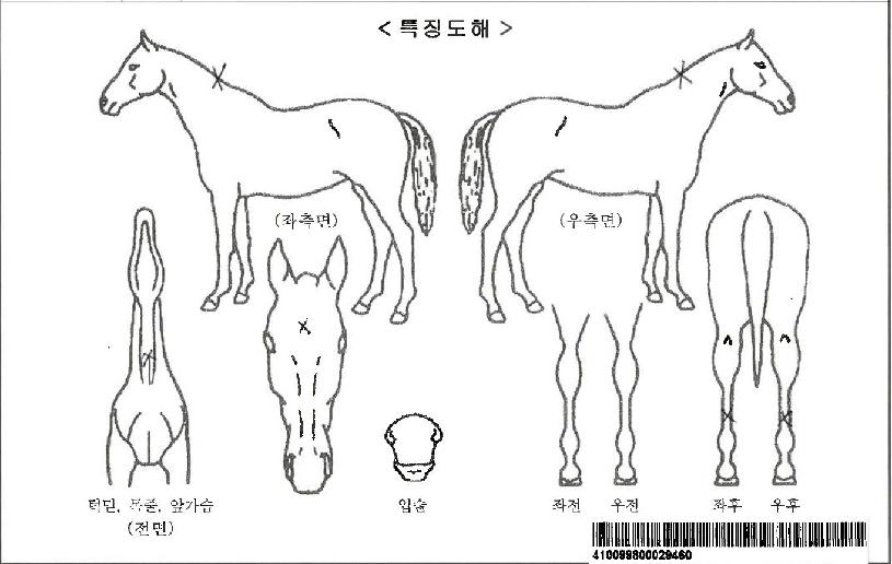 º§¾îºê´õ¹®ÀÚ¸¶ÀÇ Ãø¸é,¿ì¸é,µÞ¸é,µÎ»ó,´Ù¸®ÀÇ Æ¯Â¡µµÇØ