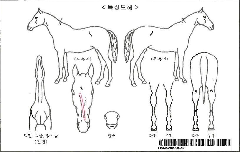 ��������̵��ڸ��� ����,���,�޸�,�λ�,�ٸ��� Ư¡����