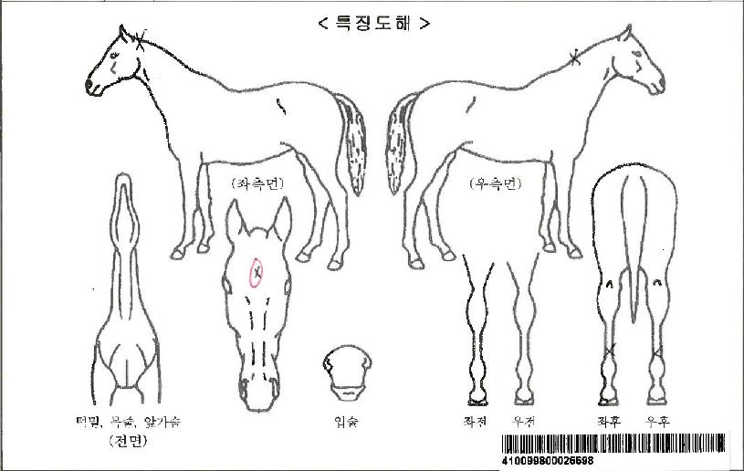 ¼Ò¼³ëÀÚ¸¶ÀÇ Ãø¸é,¿ì¸é,µÞ¸é,µÎ»ó,´Ù¸®ÀÇ Æ¯Â¡µµÇØ