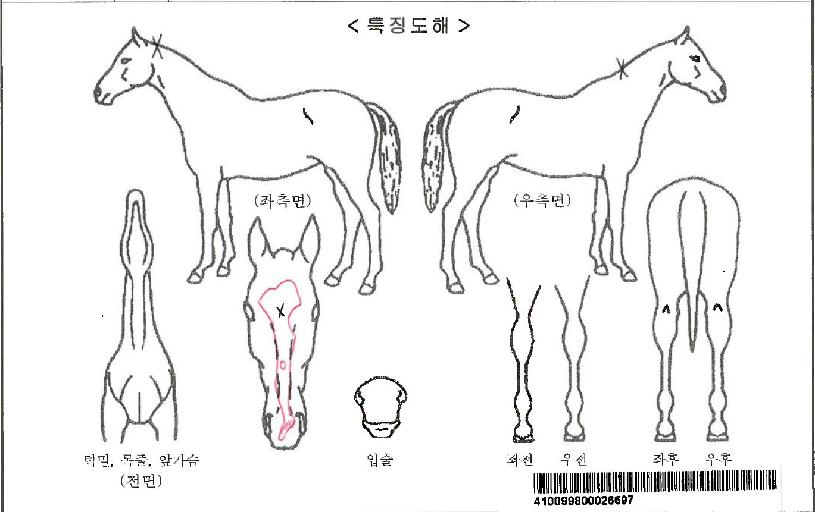 ±×·¹À̽ºÇÊÀÚ¸¶ÀÇ Ãø¸é,¿ì¸é,µÞ¸é,µÎ»ó,´Ù¸®ÀÇ Æ¯Â¡µµÇØ