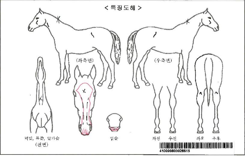 ·¯ºêÅä¾îÄ¡ÀÚ¸¶ÀÇ Ãø¸é,¿ì¸é,µÞ¸é,µÎ»ó,´Ù¸®ÀÇ Æ¯Â¡µµÇØ