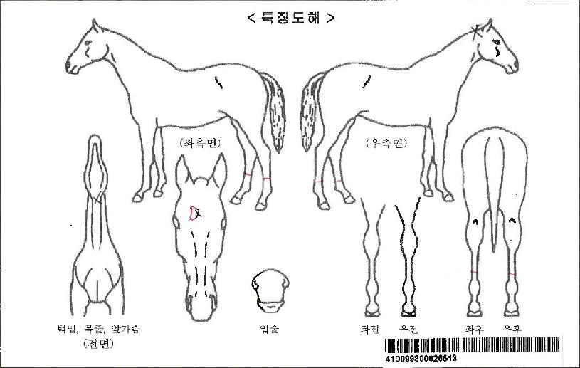 �����϶�Ʈ�����ڸ��� ����,���,�޸�,�λ�,�ٸ��� Ư¡����