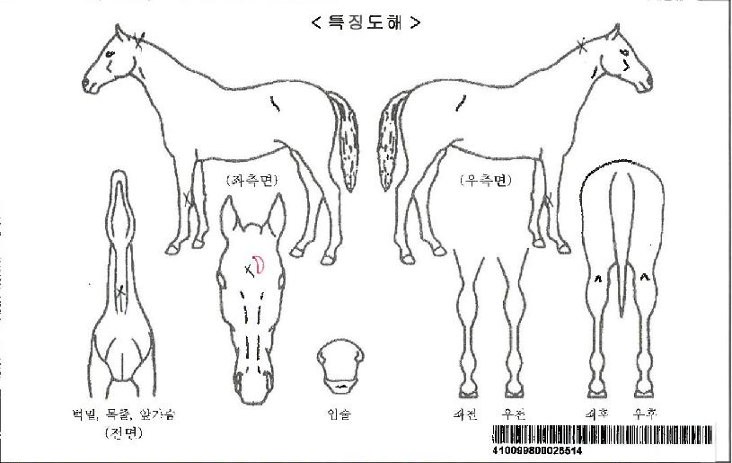 ÄíÄíŰ´Ï¾ÆÀÚ¸¶ÀÇ Ãø¸é,¿ì¸é,µÞ¸é,µÎ»ó,´Ù¸®ÀÇ Æ¯Â¡µµÇØ