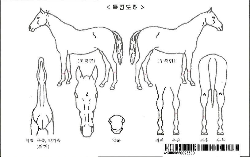 ���ñ���Ʈ�ڸ��� ����,���,�޸�,�λ�,�ٸ��� Ư¡����