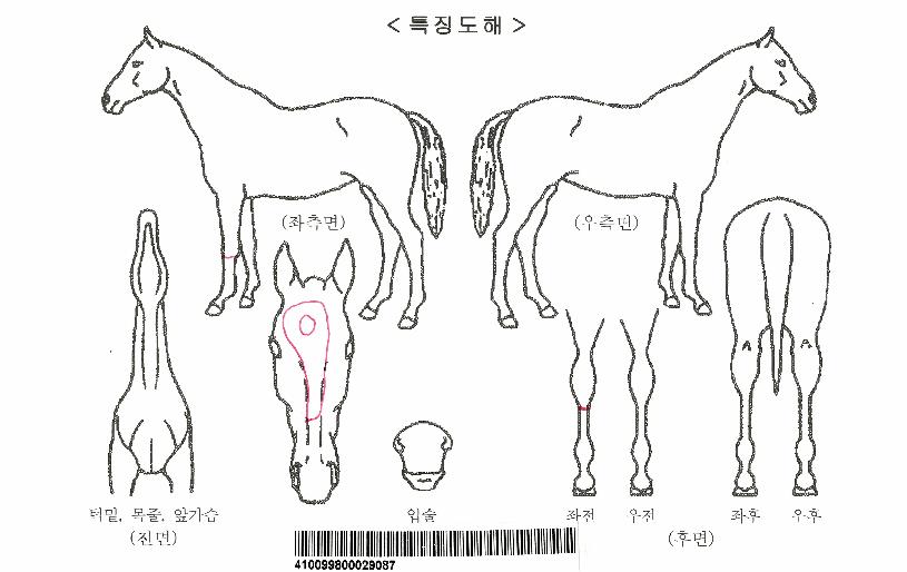 Äýºê·Ð½ºÅ°ÀÚ¸¶ÀÇ Ãø¸é,¿ì¸é,µÞ¸é,µÎ»ó,´Ù¸®ÀÇ Æ¯Â¡µµÇØ