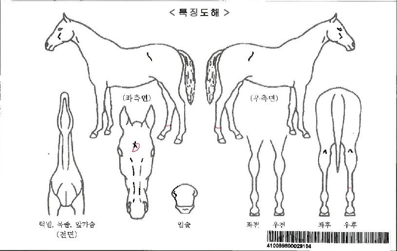 �ٶ��Ǿ���ڸ��� ����,���,�޸�,�λ�,�ٸ��� Ư¡����