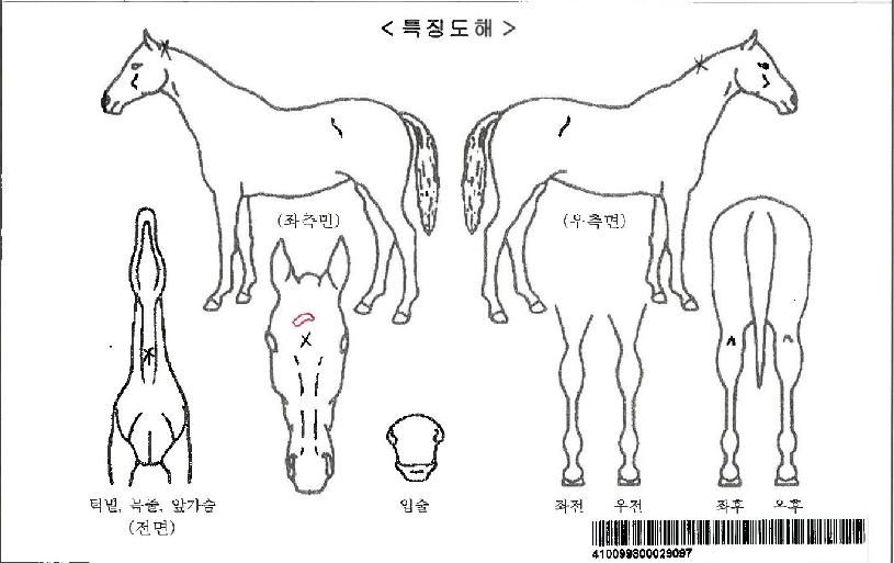 ���ִ���ڸ��� ����,���,�޸�,�λ�,�ٸ��� Ư¡����