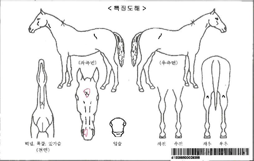 ½Ã¶óÀÌÆ®ÀÚ¸¶ÀÇ Ãø¸é,¿ì¸é,µÞ¸é,µÎ»ó,´Ù¸®ÀÇ Æ¯Â¡µµÇØ