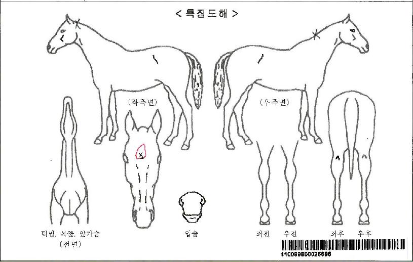 ����ε��ڸ��� ����,���,�޸�,�λ�,�ٸ��� Ư¡����