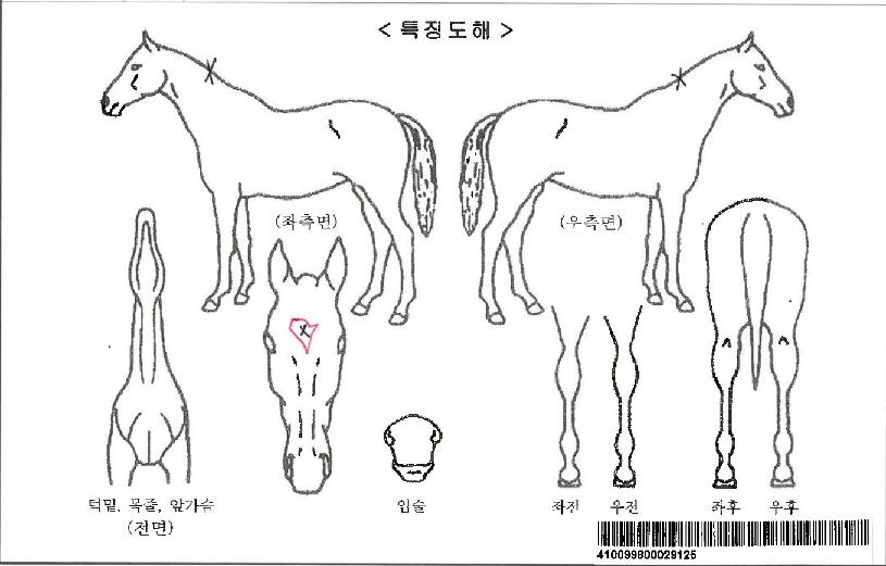 ÁÖ¸»ÆÄƼÀÚ¸¶ÀÇ Ãø¸é,¿ì¸é,µÞ¸é,µÎ»ó,´Ù¸®ÀÇ Æ¯Â¡µµÇØ