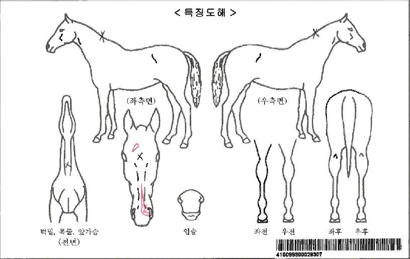 �ӳؽ�Ʈ�ڸ��� ����,���,�޸�,�λ�,�ٸ��� Ư¡����