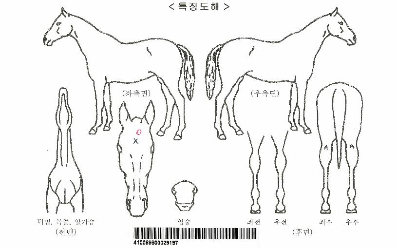 ½½¸²ÄýÀÚ¸¶ÀÇ Ãø¸é,¿ì¸é,µÞ¸é,µÎ»ó,´Ù¸®ÀÇ Æ¯Â¡µµÇØ