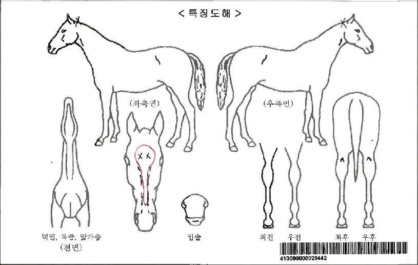 Ȳ�ݺ��������ڸ��� ����,���,�޸�,�λ�,�ٸ��� Ư¡����