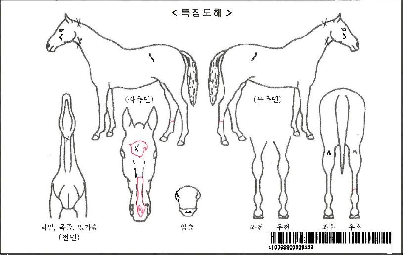 ÇϽºÅ¸Æ¼ÀÚ¸¶ÀÇ Ãø¸é,¿ì¸é,µÞ¸é,µÎ»ó,´Ù¸®ÀÇ Æ¯Â¡µµÇØ