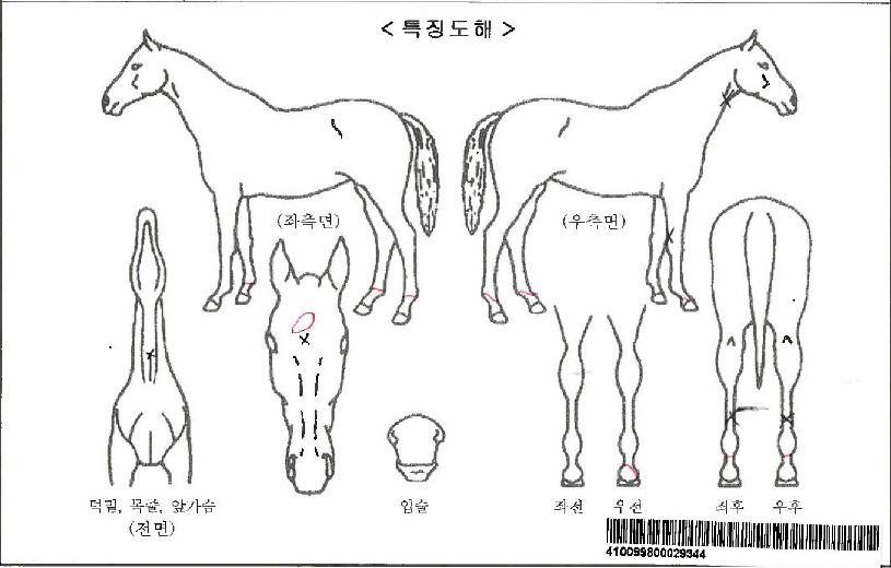 ��¿����ڸ��� ����,���,�޸�,�λ�,�ٸ��� Ư¡����