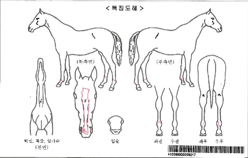 ���̵��ں�Ʈ���ڸ��� ����,���,�޸�,�λ�,�ٸ��� Ư¡����